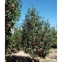 8公分八棱海棠樹