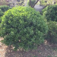 供應山東紫葉李，木槿，冬青，北海道，金葉女貞，瓜子黃楊，榆葉