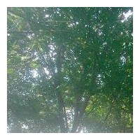 3-8公分國槐 10000棵