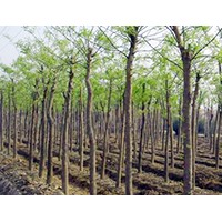 大量供應(yīng)胸徑1-35cm刺槐