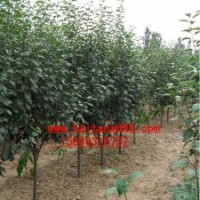 八棱海棠樹成活率高