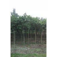 四川8公分桂花，四川8公分桂花價格，四川8公分桂花種植基地