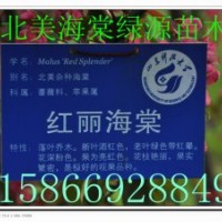 紅麗海棠，垂絲海棠，亞當(dāng)海棠，道格海棠