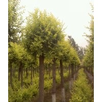 山東矮桿金葉榆專業(yè)繁育