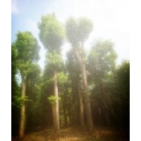 移栽骨架38公分香樟，香樟價(jià)格