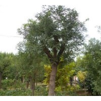 8-22公分國(guó)槐價(jià)格