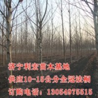 2014優(yōu)質(zhì)造型法桐的種植基地