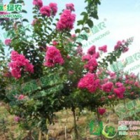 長(zhǎng)勢(shì)最快 花色靚麗 速生玫紅紫薇 比玫瑰紅紫薇長(zhǎng)勢(shì)更快