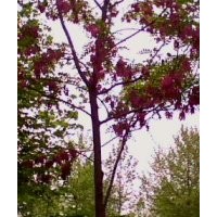 河北香花槐@@@香花槐苗子@@@保定香花槐基地