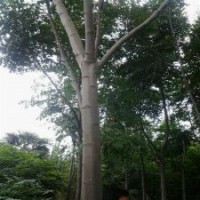 欒樹價(jià)格，南京欒樹，江蘇欒樹：5公分欒樹