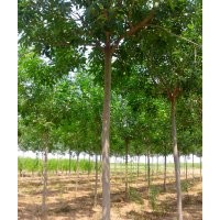 出售：白蠟、國(guó)槐、柳樹