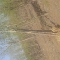 陜西榆林出售胸徑5 6 7 8厘米9 12 15公分以上旱柳饅頭柳新疆楊金