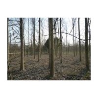 今年鵝掌楸基地15公分鵝掌楸價格18公分鵝掌楸價格