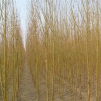 現(xiàn)在垂柳小苗價格當(dāng)年垂柳小苗價格