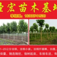 1公分|2公分速生法桐小苗2014年河北廊坊最新價(jià)格