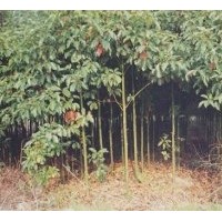 貴州米徑3公分香樟