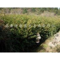 江西杜英|江西杜英苗價(jià)格|江西杜英苗基地