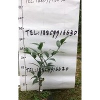 竹柏袋苗價(jià)格2.8元，8公分竹柏價(jià)格850元，10公分竹柏價(jià)格1500元