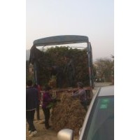 毛杜鵑價(jià)格0.75元，毛杜鵑小苗價(jià)格0.18元，20-35公分高毛杜鵑0.7