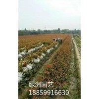 紅葉石楠袋苗價(jià)格0.75元，紅葉石楠基地，紅葉石楠行情，紅葉石楠