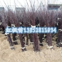 1米高紅楓苗觀葉行道樹景觀樹苗