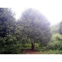 精品桂花苗木基地長期供應(yīng)桂花價格