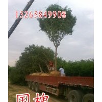 【魯】國槐 法桐 白蠟 千頭椿 毛白楊 柳樹