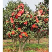 特色茶花供應(yīng)