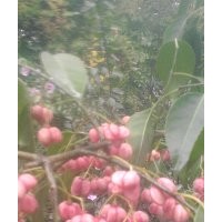 大量供應絲棉木