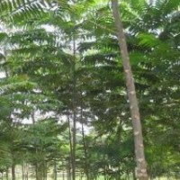 江西15公分臭椿價(jià)格臭椿產(chǎn)地