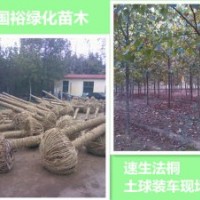 米徑6cm法桐價(jià)格河北廊坊8cm速生法桐2014最新價(jià)格