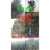 專供榆樹(shù)、白榆批發(fā)、速生榆