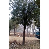 供應(yīng)帶帽國(guó)槐