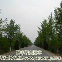 由銀杏發(fā)家致富的老板--呂慶國