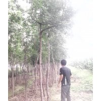 刺槐 五角楓 欒樹 臭椿 香花槐 國(guó)槐 毛白楊