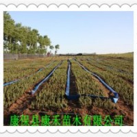 10-15公分 原床小苗 （青仟云杉） 二年生裸跟