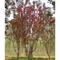 紅葉紅花垂枝海棠，紅玉海棠，鉆石海棠，王族海棠，絢麗海棠，火