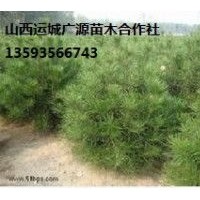 大量白皮松出售、1米以上白皮松低價(jià)優(yōu)惠供應(yīng)