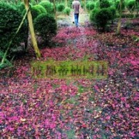 四川紫薇 大紅紫薇 紫薇產(chǎn)地