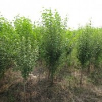 低價(jià)供應(yīng)木槿樹(shù)苗