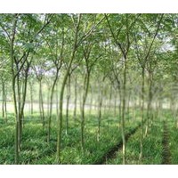 出售3公分國(guó)槐、大量低價(jià)國(guó)槐優(yōu)惠供應(yīng)