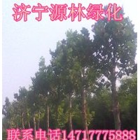 法桐|法桐價(jià)格|山東法桐|法桐種植|法桐苗兒|法桐苗圃