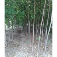 江西欒樹大量2-8公分