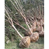 紫薇，雞爪槭