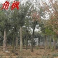 精品三角楓價(jià)格 移植三角楓價(jià)格 15公分三角楓報(bào)價(jià)