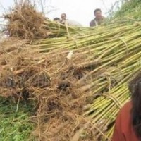 苗圃垂柳價格 供應6公分7公分垂柳價格