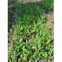 供應(yīng)：美人蕉