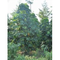 供應(yīng)：大葉傘