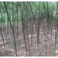 3公分國(guó)槐大量出售、3公分國(guó)槐低價(jià)優(yōu)惠供應(yīng)