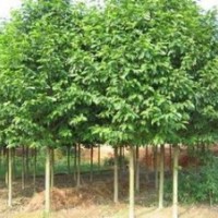 供應含笑基地 8公分10公分含笑價格